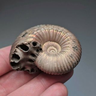 5 cm (2 in) Ammonite shell Eboraciceras jurassic pyrite Russia fossil 2