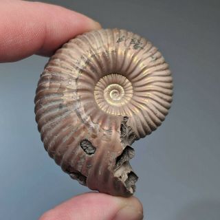 5 cm (2 in) Ammonite shell Eboraciceras jurassic pyrite Russia fossil 3
