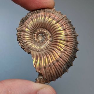 4,  3 Cm (1,  7 In) Ammonite Kosmoceras Pyrite Jurassic Russia Fossil Ammonit