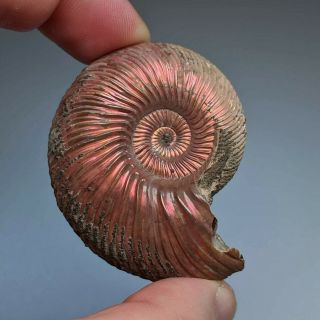 5,  2 Cm (2 In) Ammonite Shell Quenstedtoceras Jurassic Pyrite Russia Fossil