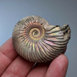 5,  3 Cm (2 In) Ammonite Shell Quenstedtoceras Jurassic Pyrite Russia Fossil