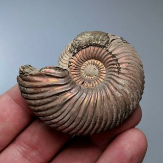 5,  3 cm (2 in) Ammonite shell Quenstedtoceras jurassic pyrite Russia fossil 2