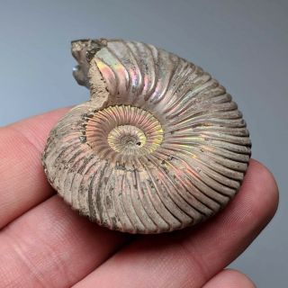 5,  3 cm (2 in) Ammonite shell Quenstedtoceras jurassic pyrite Russia fossil 3
