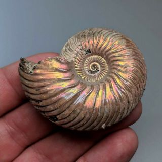 5,  1 Cm (2 In) Ammonite Shell Quenstedtoceras Jurassic Pyrite Russia Fossil
