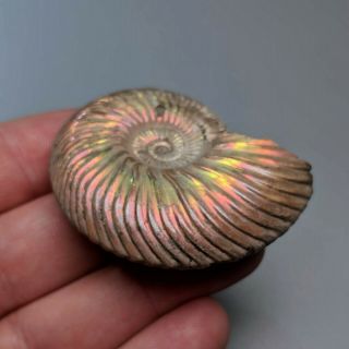 5,  1 cm (2 in) Ammonite shell Quenstedtoceras jurassic pyrite Russia fossil 3