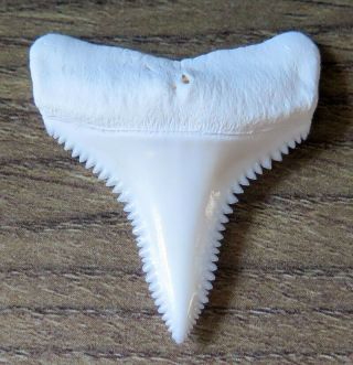 1.  460 " Lower Nature Modern Great White Shark Tooth (teeth)