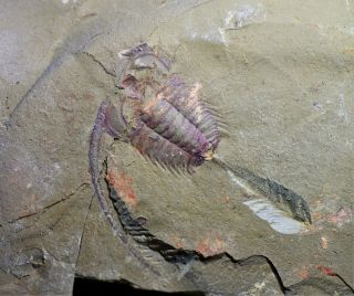 Rare Redlichia Kaiyangensis Trilobite W.  Axial Spine,  Early Cambrian Guanshan