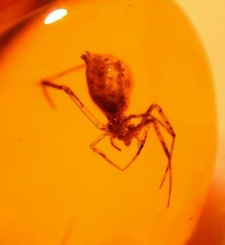 Spider With Fangs Displayed In Authentic Dominican Amber Fossil Gem