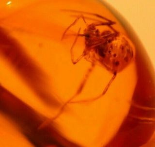 Spider with Fangs Displayed in Authentic Dominican Amber Fossil GEM 2
