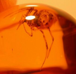 Spider with Fangs Displayed in Authentic Dominican Amber Fossil GEM 3