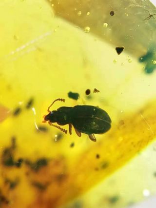 Rare Strange Coleoptera Beetle Burmite Cretaceous Amber Fossil Dinosaurs Era