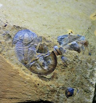 Rare Double Malungia Trilobites,  Early Cambrian Chengjiang Biota,  Outcrop