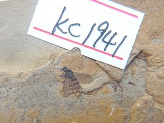 Bee Insect Fossil,  Late Jurassic,  The Jehol Biota,  Liaoxi - 71296