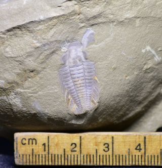 Ultra Rare Yiliangella Formosa Trilobite Fossil Early Cambrian Malong Biota