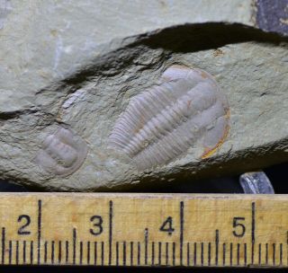 Uncommon Big Megapalaeolenus Trilobite Fossil Early Cambrian,  Guanshan Biota