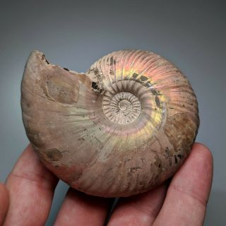 8 Cm (3,  1 In) Ammonite Shell Quenstedtoceras Jurassic Pyrite Russia Fossil