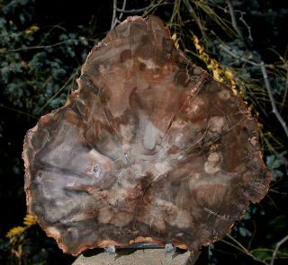 Sis: Richly Preserved 7 " Madagascar Petrified Wood Round - Brilliant Araucaria
