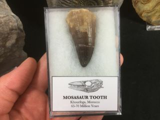 Large Mosasaur Tooth 04 - Morocco,  Marine Reptile,  Dinosaur Era Fossil