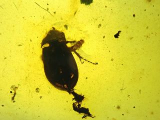 The Beetle In Burmite Burmese Amber Insect Cretaceous Fossil