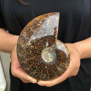 0.  8lb Whole Natural Ammonite Fossil Conch Specimen Madagascar Polished 4.  8 " Axis