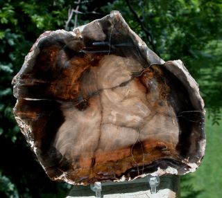 Sis: Pristine & Glassy Petrified Wood Round - Fossil Willow - Mcdermitt,  Oregon