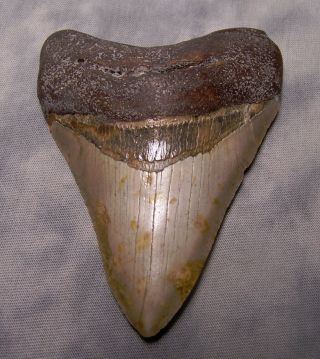 Megalodon Shark Tooth 3 7/8 " Fossil Teeth Jaw Megladon Scuba Dive Meg Big