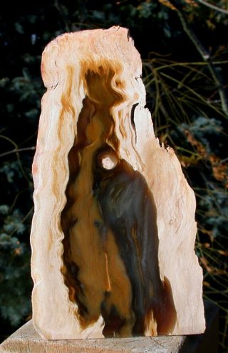 Sis: 5 1/2 " Petrified Oregon Driftwood Specimen - Sequoia Gem Flame