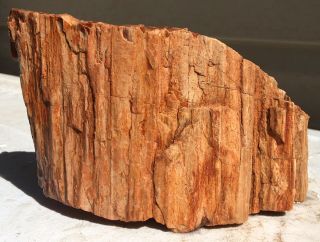 Rare Arizona Rainbow Petrified Wood Natural Fossil Raw Rough Lapidary Slab 3 Lbs