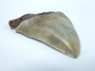 Fossil Mako Shark Tooth Australian: Isurus Hastalis (ea3913)