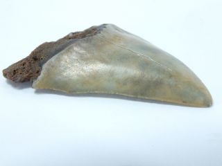Fossil Mako Shark Tooth Australian: Isurus hastalis (EA3913) 2