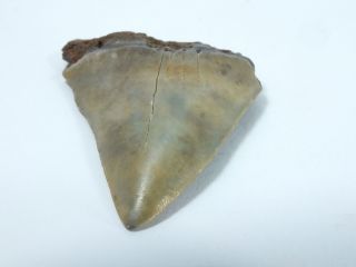 Fossil Mako Shark Tooth Australian: Isurus hastalis (EA3913) 3