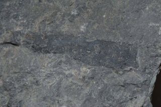 Rare Large Piece Of Plant Matter From The Middle Devonian