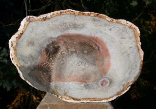 Sis: Petrified Tree Fern Specimen - Log End Cut - Orange Heart