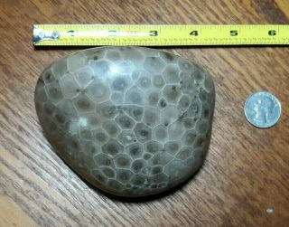 LARGE Polished Petoskey Stone Fossil Specimen Ancient Devonian Era Coral Rock 2
