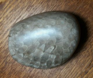 LARGE Polished Petoskey Stone Fossil Specimen Ancient Devonian Era Coral Rock 3