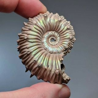 5,  4 Cm (2,  1 In) Ammonite Kosmoceras Pyrite Jurassic Russia Fossil Ammonit