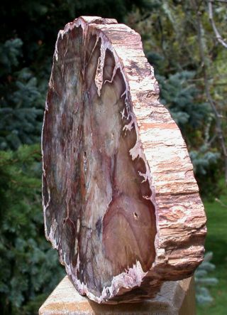 SiS: RARE & MYSTERIOUS Madagascar Petrified Wood Round - Rhexoxylon africanum 2