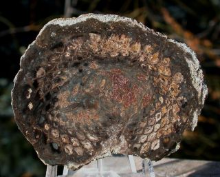 Sis: 2.  3 Inch Intricately Detailed Petrified Pine Cone - Polished