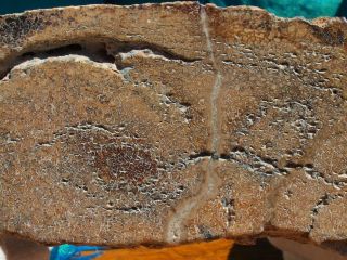 Large Fossilized Plesiosaurus DINOSAUR BONE Slab Solid Specimen 3