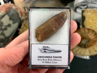 Rooted Hamadasuchus Crocodile Tooth (morocco) 17 - Kem Kem,  Dinosaur Era Fossil