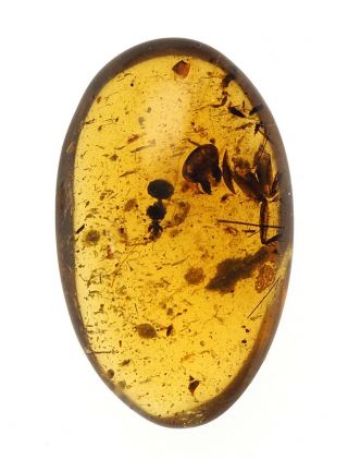Burmese Amber,  Fossil Inclusion,  Interesting Partial Insect,  Mantis?