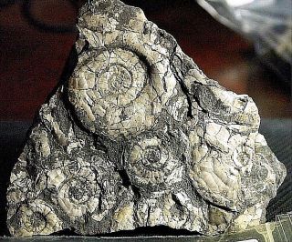 Ammonite - Psiloceras Planorbis Multi Fossil Fos - E15,  94x82.  5x12mm,  2.  75in Appx