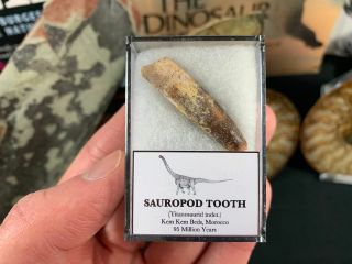 Titanosaurid Sauropod Tooth 04 - Kem Kem,  Morocco,  Dinosaur Fossil
