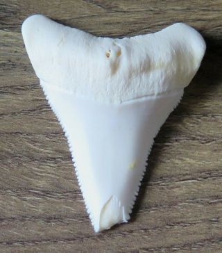2.  075 " Lower Nature Modern Great White Shark Tooth (teeth)