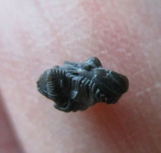Complete And Rare Trilobite Pseudocybele Lemurei,  Ordovician,  Utah,  Filmore Fm.