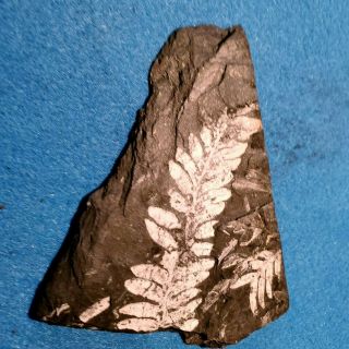 6×4 " Museum Quality,  White Carboniferous St Clair Pennsylvanian Fern Fossil