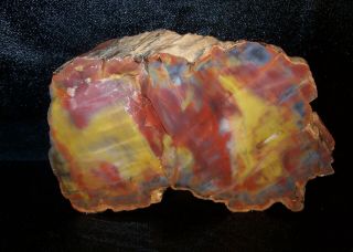 Arizona Petrified Rainbow Wood Faced Rough - 3.  4 Lbs - Old Stock - Wow