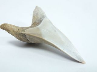 Fossil Mako Shark Tooth Australia Isurus Hastalis (ea3924) Batesford Victoria