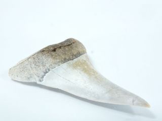 Fossil Mako Shark Tooth Australia Isurus hastalis (EA3924) Batesford Victoria 3