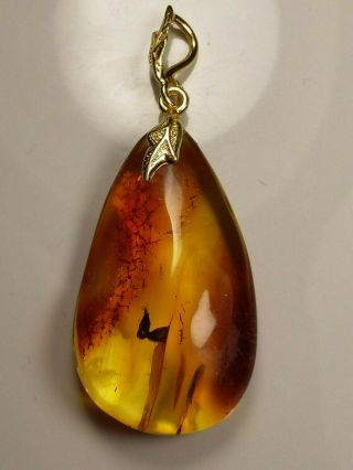 Huge Insect Inclusion In Baltic Amber Gold Plated Silver Pendant 4.  2 G.